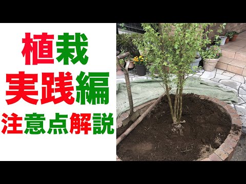 木を植えるにはどうすればいいですか？そこに到達するために従うべき5つの簡単なステップ!  庭園