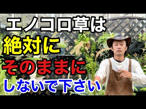 観賞用草の正しい分け方 トピックス