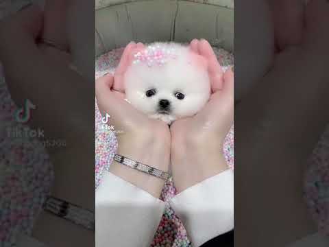 милые приучные собачки белые собачки шпиц