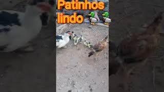 Os patinhos  fofinhos 🦆