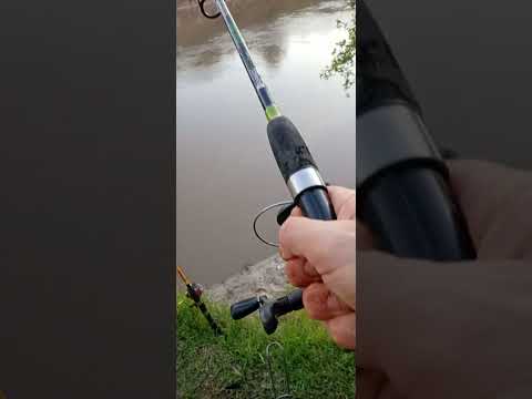 #Dia 1 Entre Rios Basavilbaso fuimos al Río Gualeguay. Hermosa paisajes y salieron Bogas grandes  