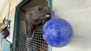 Horse and Jolly Ball