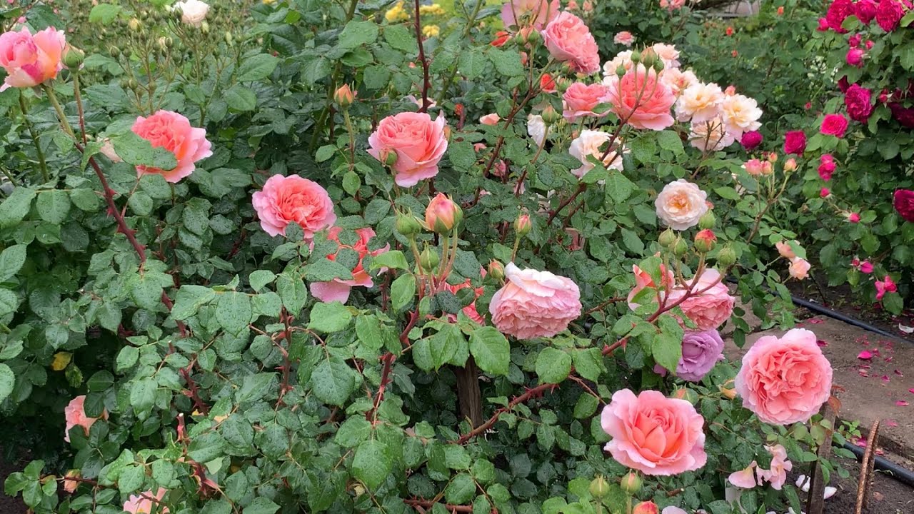 Роза Абрахам Дарби/ Abraham Darby