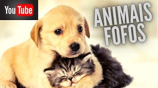 Animais esbanjando Fofuras