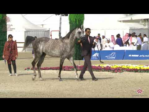 N 268 YAMIN ATHBAH   Asharqia Arabian Horse Classic 2020   Stallions 4 6 Years Old Class 10B