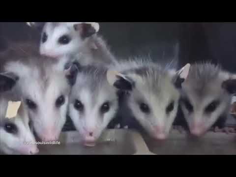 Video Compilation: Baby Possums are Adorable!