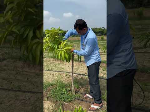 Mango pruning techniques