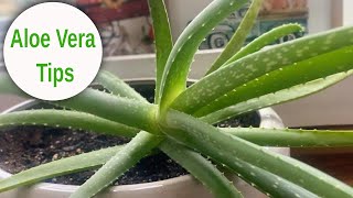 Aloe Vera Tips & Repotting | EverCrest