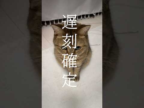 出勤前にちょこんと居座り通せんぼされて無事、遅刻確定しました。