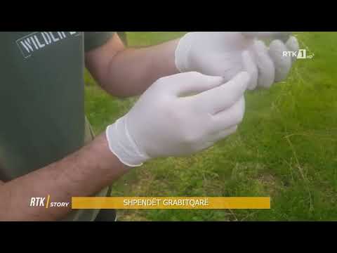 RTK Story - SHPENDËT GRABITQARË 07.05.2021