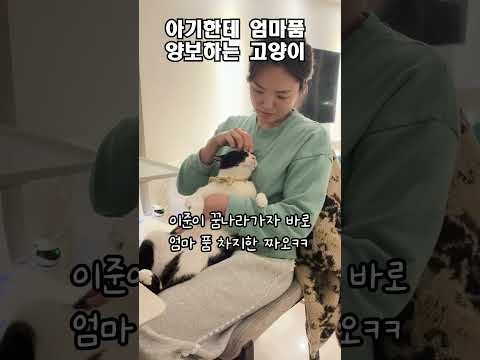 아기한테 엄마품 양보하는 고양이