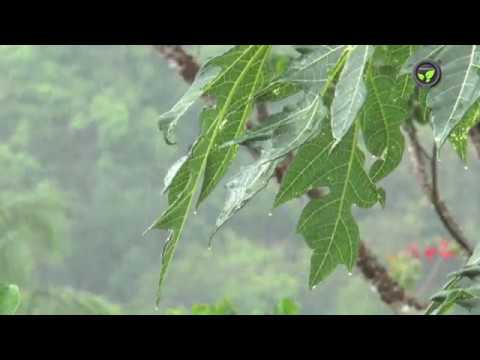 image-What type of climate does a pomegranate tree need?