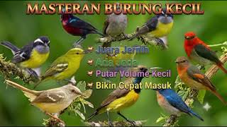 Download lagu Masteran burung kecil @asmoro_kicau #masteranburung #beranda#fyp #viral#kolibri #pleci # mp3