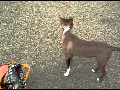 download lagu mp3 mp4 Dog Park Gainesville, download lagu Dog Park Gainesville gratis, unduh video klip Dog Park Gainesville