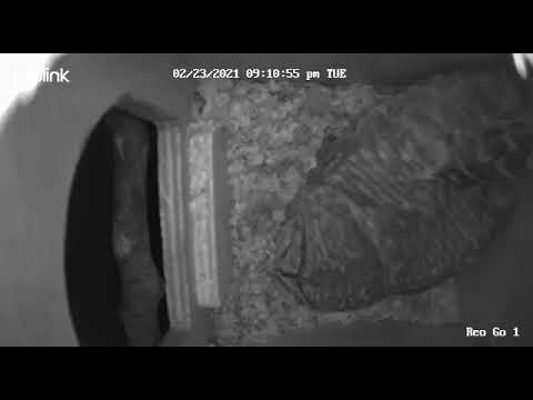 Female Barred Owl prepares nestbox