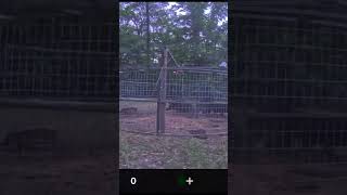 Pig gets the guillotine ￼