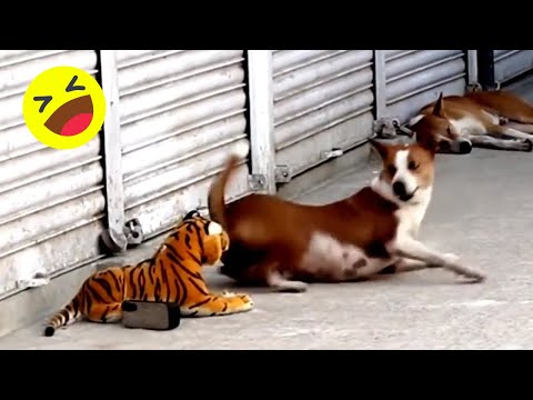 Assustando CACHORRO com TIGRE de pelucia 😱😆  Fake Tiger vs Real Dogs Prank Very Funny