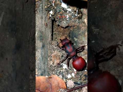 Formiga rainha saúva cavando seu formigueiro  "tanajura" #shorts #insects