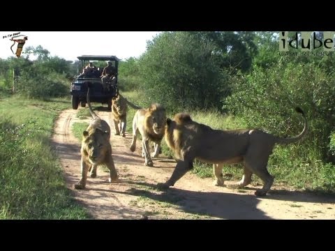 Four Male Lions On Patrol