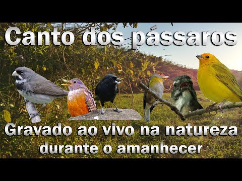 Pássaros cantando na natureza durante o amanhecer para estímulo de canto em diversas espécies!