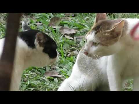 CAT FIGHT JALPAIGURI