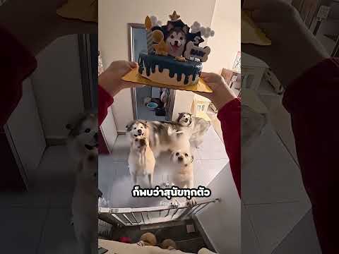 เขาคิดว่าเป็นวันเกิดของหมา!