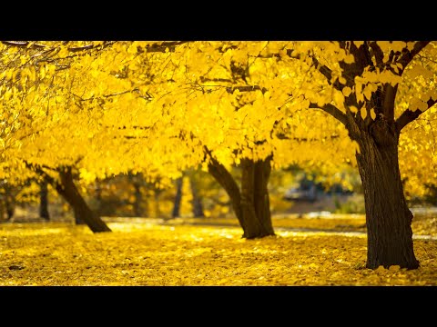 Enchanting Autumn Forests with Beautiful Relaxing Music🍁4K Autumn Ambience & Fall Foliage