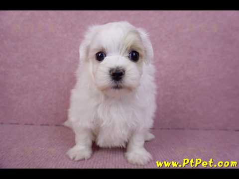 09/27馬爾泰迪公幼犬