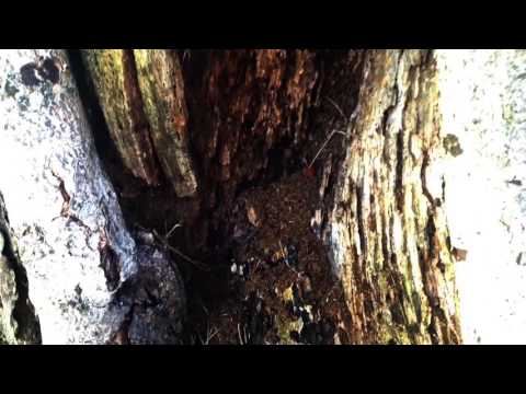 Carpenter Ants in Asbury Park