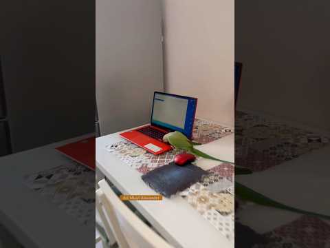 #papagal #birds #parrot #papagei #funny #pets #funnyparrot #animals