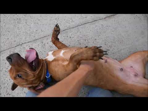 download lagu mp3 mp4 Aptly, download lagu Aptly gratis, unduh video klip Aptly