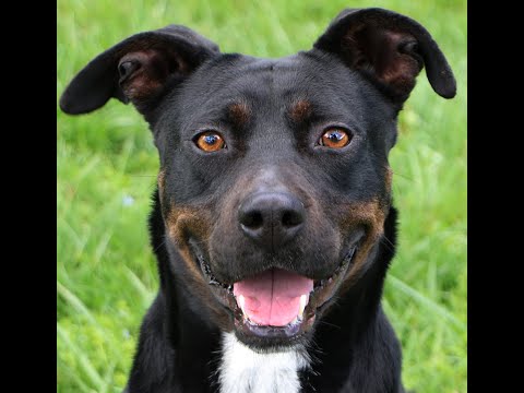 Luna, an adoptable Labrador Retriever Mix in Charles Town, WV_image-1