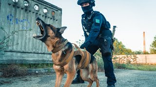 10 Ultimate Military And Police Dog Breeds in the World