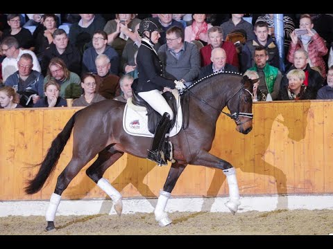 Neverland WE *2016 by FS Numero Uno - Champus K (Sosath Stallion Show 2019)