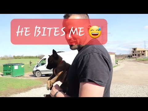 Picking Malinois Puppies for clients Pt. 2