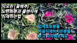 꽃배추 (익모란) 노변화분과 플랜터에 이쁘게 심는법 /화분갈이 하는 방법 / 꽃양배추 심는법/ 꽃양배추 심기…