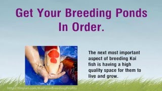 Getting A Koi Breeding Business Started and How to Sell This Fish for Huge Profits