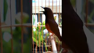 Download lagu murai juara nasional - Black bird singing mp3 Download lagu murai juara nasional - Black bird singing mp3