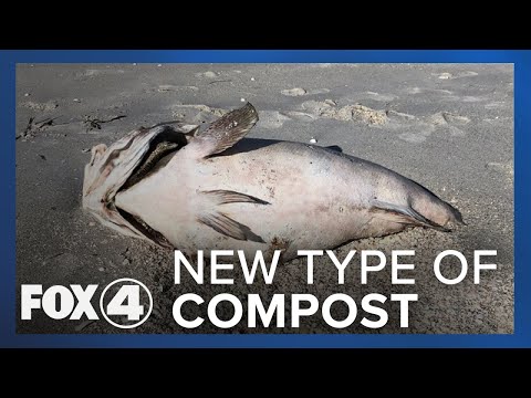Is Using Fish Killed by Red Tide An Option For Composting?