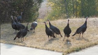 Turkey Video ~ Turkeys & Cat On Porch ~ Montana Wildlife Videos