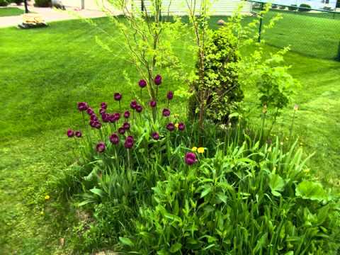 Weeds in the Garden  - Rich Baumann