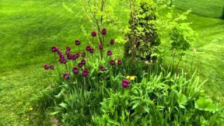 Weeds in the Garden  - Rich Baumann
