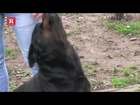 Pas Andrijane Lazić danima tuguje za nastradalom pevačicom