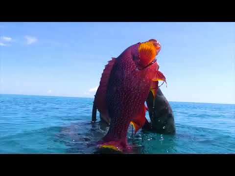 INDO TALES   EPISODE 21 Catching coral trout and grilling it for dinner  II by: Dejan Sverko