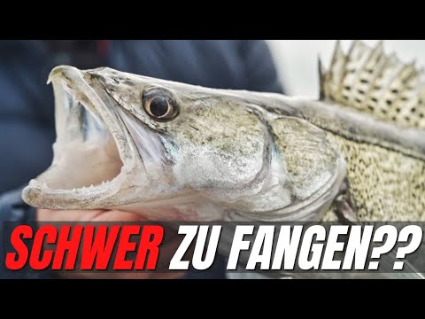 Zander fishing isn't rocket science! What you need to keep in mind.