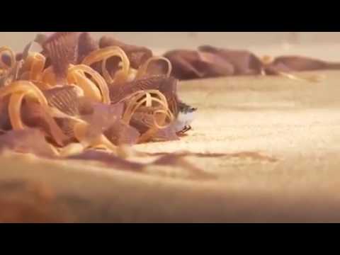 Piper   Cute Bird From Pixar