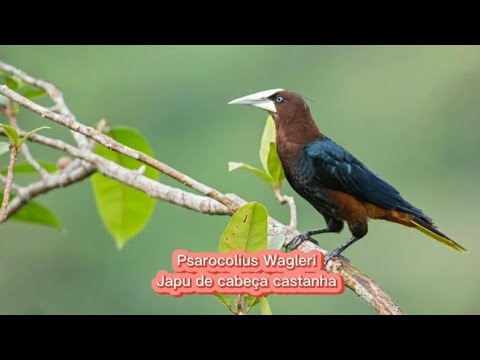 O canto do Japu de cabeça castanha ( Psarocolius Wagleri  )