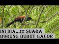 Burung Bubut Gacor