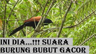 Download lagu Burung bubut gacor mp3