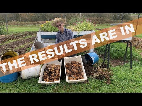 POTATO TOWERS -- DO THEY WORK???